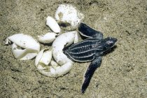 Hatchling of leatherback sea turtle crawling on sand at coast of Trinidad, West Indies — Stock Photo