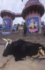 Bull descansando com murais hindus atrás, Dasaswamedh Ghat, Varanasi, Índia — Fotografia de Stock