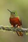 Каштановогрудый колибри, сидящий на ветке мха
. — стоковое фото