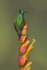 Green-crowned brilliant perched on branch of exotic plant, close-up. — Stock Photo