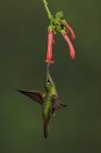 Красногрудый блестящий колибри кормление на экзотических растений во время полета . — стоковое фото
