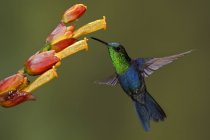 Green-crowned woodnymph feeding at flowers while hovering wings. — Stock Photo