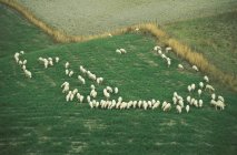 Verde prado de tierras de cultivo con ovejas pastando en Toscana, Italia - foto de stock