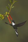 Halsband inca Kolibri, der sich im Schweben von Blumen ernährt, Nahaufnahme. — Stockfoto