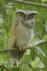 Crested owl perched on branch near in Amazonian Ecuador. — Stock Photo