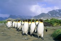 King penguins walking at seaside of Salisbury Plain, South Georgia Island, Southern Atlantic Ocean — Stock Photo