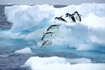 Grupo de pinguins de Adelie saltando do gelo para a água para a viagem de forrageamento, Península Antártica . — Fotografia de Stock
