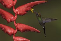 White-whiskered hermit hummingbird feeding at exotic flowers while flying in forest. — Stock Photo