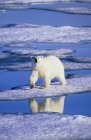 Polar bear hunting on melting ice of Svalbard Archipelago, Arctic Norway — Stock Photo