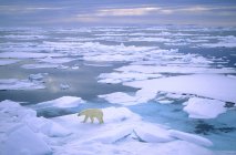Caça de ursos polares no gelo de pacote do Arquipélago de Svalbard, Noruega . — Fotografia de Stock
