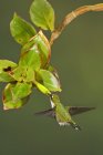 Colibrí de cola de raqueta con botas rufas volando mientras se alimenta en la planta con flores en el bosque tropical . - foto de stock