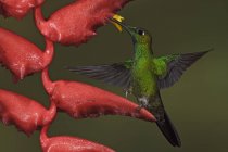 Green-crowned brilliant hummingbird feeding at flower while flying, close-up. — Stock Photo