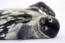 Filhote de cachorro de foca Weddell deitado na neve, Mar de Weddell, Antártida — Fotografia de Stock