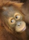 Молодий орангутанг дивиться далеко, крупним планом портрет — стокове фото
