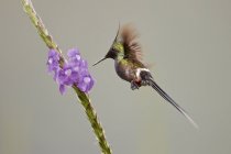 Colibrì dalla coda spinosa con filo spinato che si nutriva di fiori in volo in Ecuador
. — Foto stock