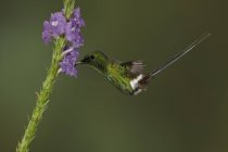 Green Thorntail feeding at purple flowers in flight, close-up. — Stock Photo