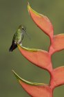 Green-crowned brilliant perched on branch of exotic plant, close-up. — Stock Photo