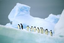 Пингвины Адели отдыхают на леднике на Антарктическом полуострове — стоковое фото