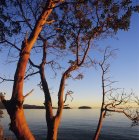 Arbutus дерев на заході сонця, Євангеліє рок, місті Gibsons, Сонячний берег, Британська Колумбія, Канада. — стокове фото