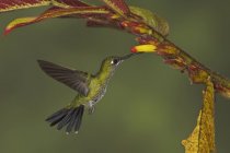 Grüngekrönter, brillanter Kolibri, der sich im Flug von Blüten ernährt, Nahaufnahme. — Stockfoto