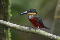 Green-and-rufous kingfisher perched on branch in Amazonian Ecuador. — Stock Photo
