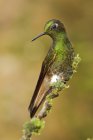 Nahaufnahme von Buff-Tailed Coronet Kolibri hockt auf bemoosten Zweig. — Stockfoto