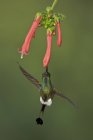 Primo piano del colibrì dalla coda di racchetta con razzo che si nutre di fiori mentre vola nella foresta tropicale . — Foto stock