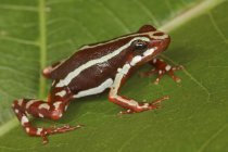Тропічна жаба на зеленому листі крупним планом — стокове фото