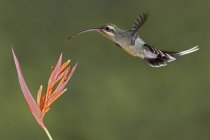Primer plano de colibrí volando sobre flor en Ecuador . - foto de stock