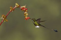 Primo piano del colibrì dalla coda di racchetta con razzo che si nutre di fiori mentre vola nella foresta tropicale
. — Foto stock