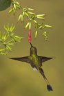 Raquette-queue rousse colibri volant en se nourrissant à la plante à fleurs dans la forêt tropicale . — Photo de stock