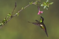 Buff-winged starfrontlet flying and feeding at flowering plant in forest. — Stock Photo