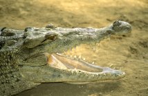 Amerikanisches Krokodil sonnt sich am Flussufer in panama, mittelamerika — Stockfoto