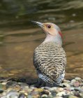 Yellow-shafted northern flicker perching on rocks by pond water. — Stock Photo