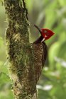 Guayaquil woodpecker perched on mossy tree trunk in Ecuador. — Stock Photo
