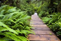 Trilha da floresta tropical no Parque Nacional Pacific Rim, Ilha Vancouver, Colúmbia Britânica, Canadá . — Fotografia de Stock