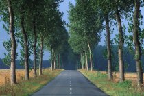 Tree lined roadway in countryside of France — Stock Photo