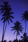 Silhuetas de palmas pretas à noite com céu roxo e lua — Fotografia de Stock