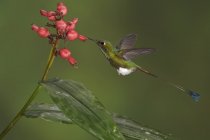 Nahaufnahme eines Rotschwanzkolibris, der sich im tropischen Wald von Blumen ernährt. — Stockfoto