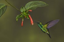 Western emerald hummingbird flying and feeding at tropical flowers of rain forest. — Stock Photo