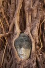 Голова Будды переплетена с корнями дерева Баньян в Ват Махате, Аютхая, Таиланд, Азия — стоковое фото