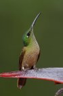 Primer plano del colibrí brillante de pecho cervatillo encaramado en una planta exótica en la selva tropical . - foto de stock