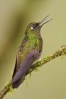 Крупный план пышнохвостой колибри, сидящей на ветке мха . — стоковое фото
