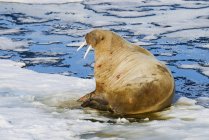 Bull Atlantic walrus loafing on pack ice, Arcipelago delle Svalbard, Norvegia artica — Foto stock