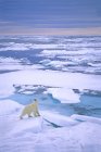 Caza de osos polares en manada de hielo del archipiélago de Svalbard, Noruega . - foto de stock