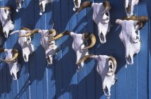 Teschi di mucca Pueblo Tuscon sul muro del ranch, Arizona, Stati Uniti — Foto stock