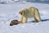 Полярний ведмідь годування ущільнення здобич на снігу Шпіцберген, арктичної Норвегії — стокове фото