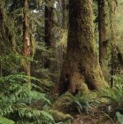 Hemlocks occidentales en Carmanah Provincial Park, Vancouver Island, Columbia Británica, Canadá . - foto de stock