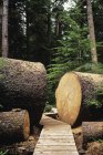 Большая упавшая ель с набережной в Провинциальном парке Кармана, Британская Колумбия, Канада . — стоковое фото