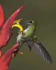 Colibri à couronne verte se nourrissant de fleurs en volant, gros plan . — Photo de stock